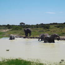 View the African Big 5 out in the wild!
