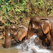 Elephants in the forest reserve making a splash