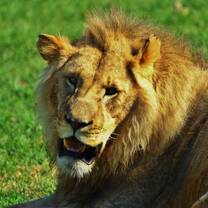 View the African Big 5 out in the wild!