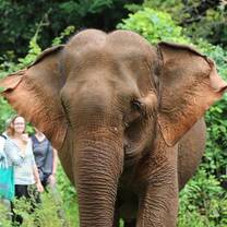 Cambodia volunteers tracking an elephant in the forest reserve