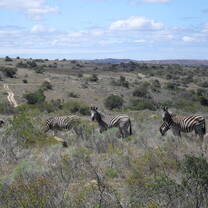 Amazing wildlife views