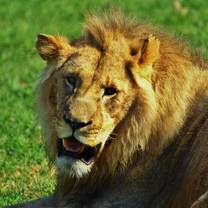 View the African Big 5 out in the wild!