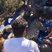 Cheetah conservation hands-on