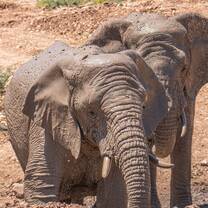 Monitoring the elephant herd