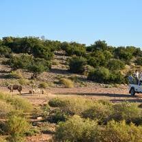 Volunteers participating in wildlife conservation fieldwork