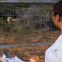 Wildlife conservation lion survey