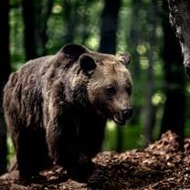 Wildlife Research in Greece