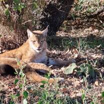 Lynx Research in Greece