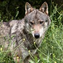 Wolf Conservation