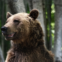 Bear Conservation