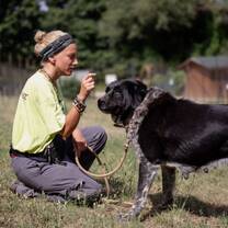 Shepard Dog Husbandry 