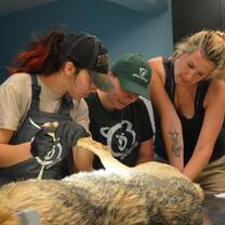 Wildlife Veterinary Internship