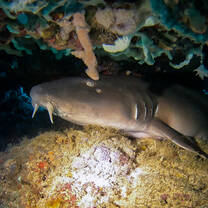 Bamboo Shark
