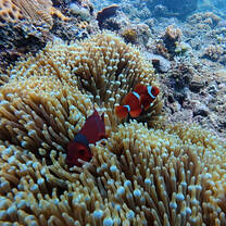Clown Fish