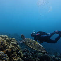 Turtle