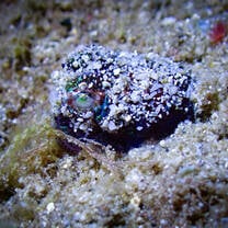 Bobtail Squid in Disguise