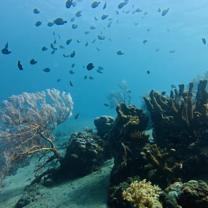 Reef Exploration 