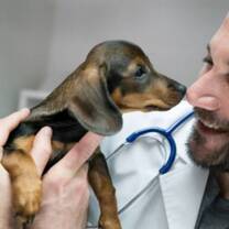 Veterinarian Internships in Greece