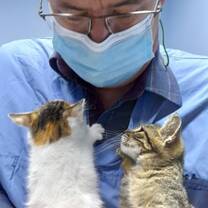 Veterinarian Internships in Greece