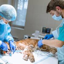 Veterinarian Internships in Greece