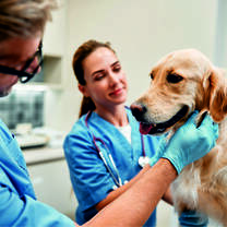 Veterinarian Internships in Greece