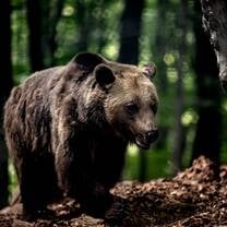 Wildlife Research in Greece