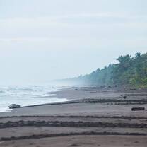 Green turtle and tracks on the beach in Tortuguero, Costa Rica - Ralph Pace