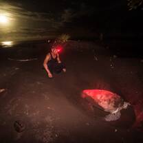 Eco-Volunteers assist Research Assistants working with green sea turtles - Ralph Pace