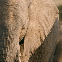 Elephants walking by in South Africa