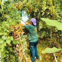 Banana Tree Field Action