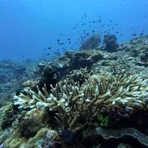 Reefs in Komodo