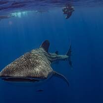 Students swimming with whale sharks in Indonesia