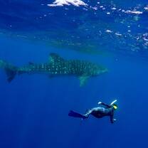 Student swimming with a whale shark