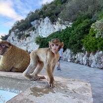 Baby monkey at the Rock of Gibraltar