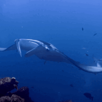 Giant Manta Rays in the waters of Tahiti