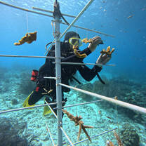 Students helping restore coral reefs in Bonaire