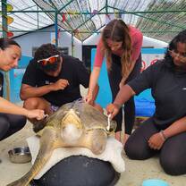 Sea Turtle Conservation in Asia Maldives