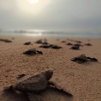 Turtles