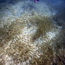 marine life