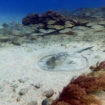 Marine life