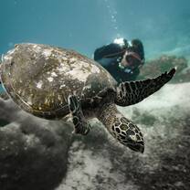 A turtle in the foreground with a diver in the background underwater