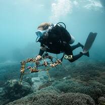 A diver transporting a coral structure underwater on a reef 