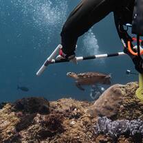 A diver holding a measuring stick with a sea turtle in the background
