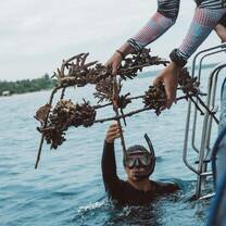 a diver receiving a coral structure from the boat while in the water