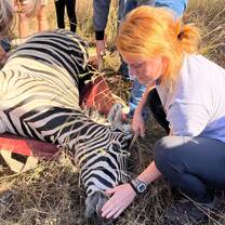 Zebra Treatment