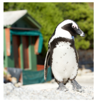 Penguins