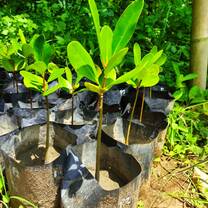 Mangrove Babies Ready For Planting