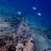 Artificial Reefs Creating Fish Highways