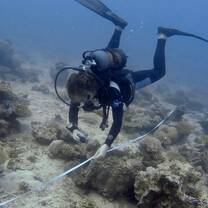 Volunteer conducting reef monitoring using a transect during a marine conservation dive