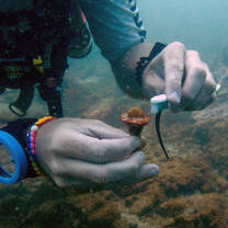 Diver attaching coral fragment to reef nursery underwater.